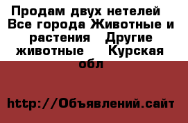 Продам двух нетелей - Все города Животные и растения » Другие животные   . Курская обл.